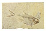 Fossil Fish (Diplomystus) - Wyoming #240349-1